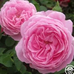 Heirloom Roses Louise Odier Best