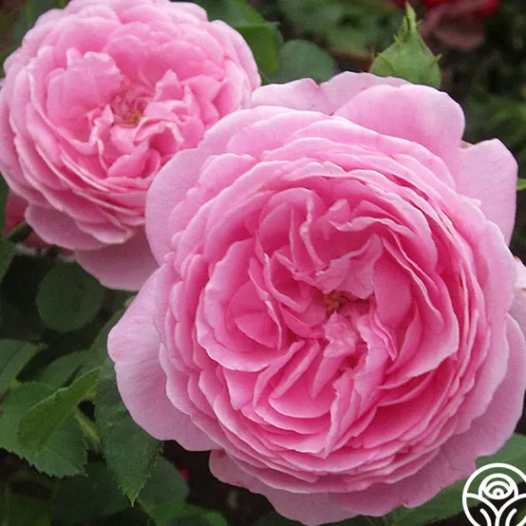 Heirloom Roses Louise Odier Best