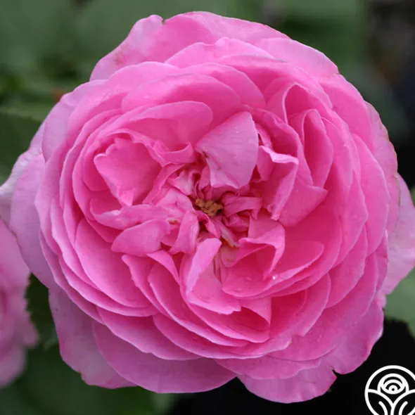 Heirloom Roses Louise Odier Best