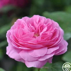 Heirloom Roses Louise Odier Best