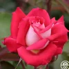 Heirloom Roses Love Sale