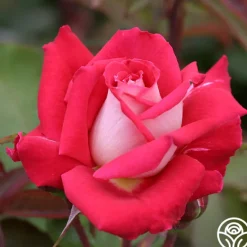 Heirloom Roses Love Sale