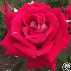 Heirloom Roses Love Sale