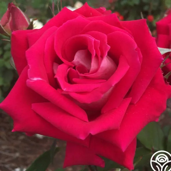 Heirloom Roses Love Sale