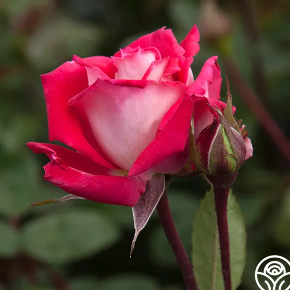 Heirloom Roses Love Sale