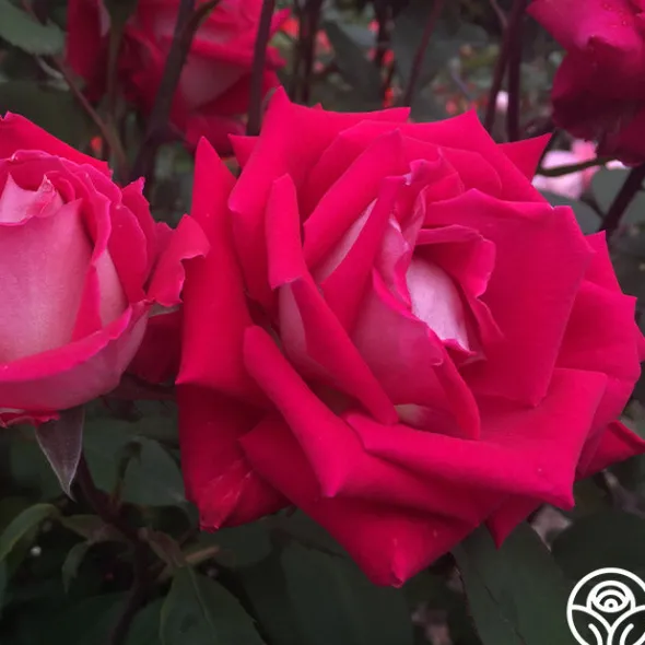 Heirloom Roses Love Sale