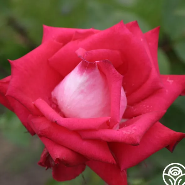 Heirloom Roses Love Sale