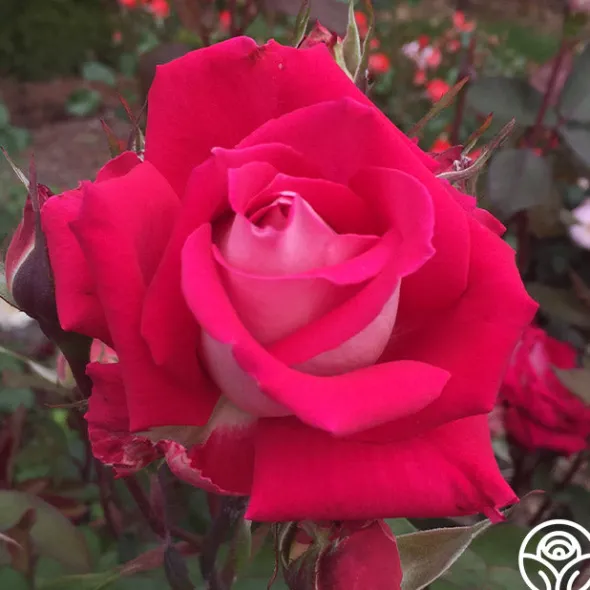 Heirloom Roses Love Sale