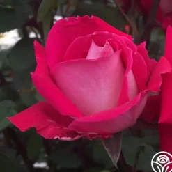 Heirloom Roses Love Sale