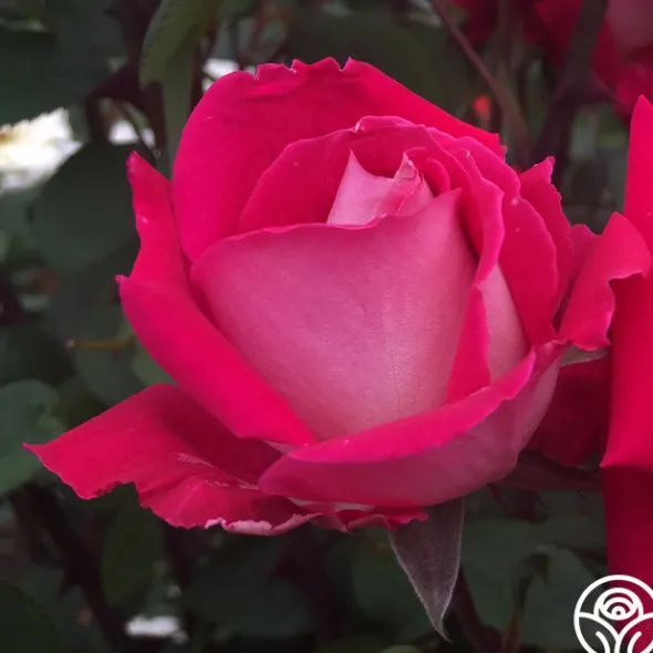 Heirloom Roses Love Sale