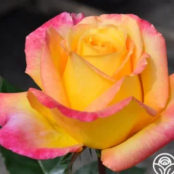 Heirloom Roses Love & Peace® Online
