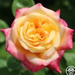Heirloom Roses Love & Peace® Online