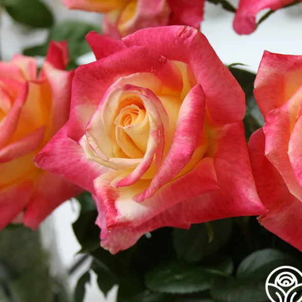 Heirloom Roses Love & Peace® Online
