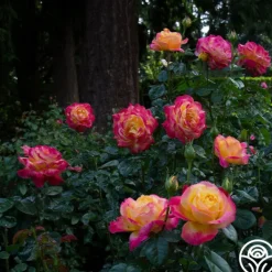 Heirloom Roses Love & Peace® Online