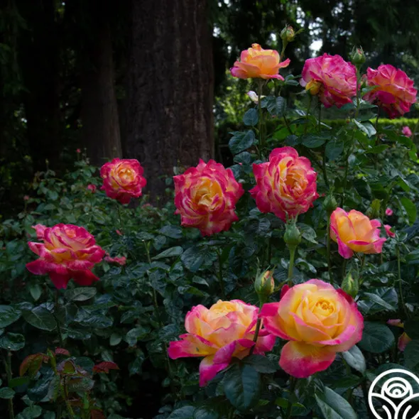 Heirloom Roses Love & Peace® Online