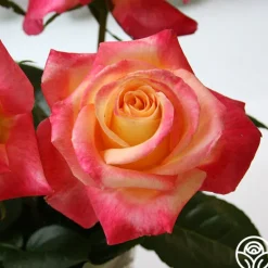 Heirloom Roses Love & Peace® Online