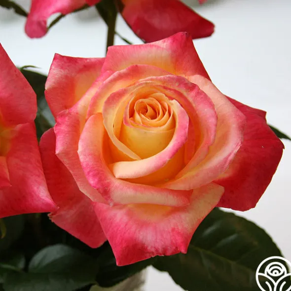 Heirloom Roses Love & Peace® Online
