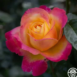Heirloom Roses Love & Peace® Online