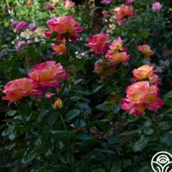 Heirloom Roses Love & Peace® Online