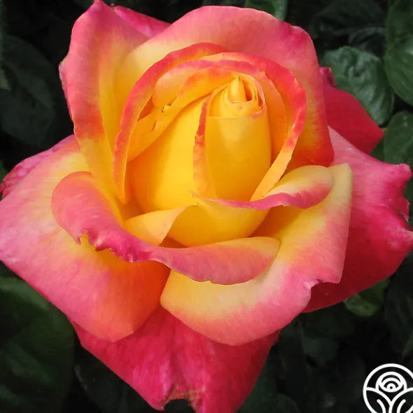 Heirloom Roses Love & Peace® Online