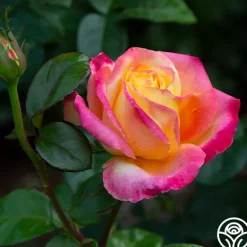 Heirloom Roses Love & Peace® Online