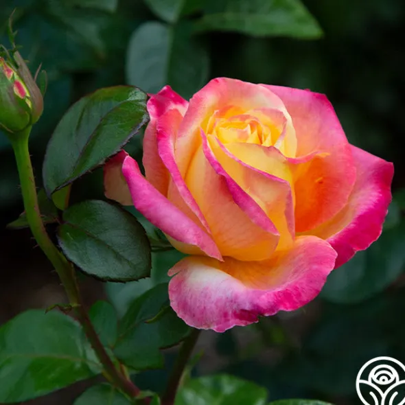 Heirloom Roses Love & Peace® Online
