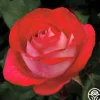 Heirloom Roses Love at First Sight Best