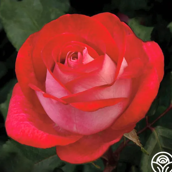 Heirloom Roses Love at First Sight Best