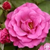 Heirloom Roses Love Potion™ Best