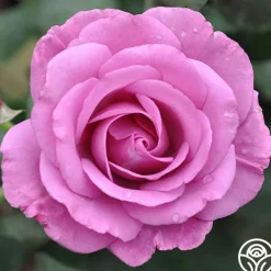 Heirloom Roses Love Potion™ Best