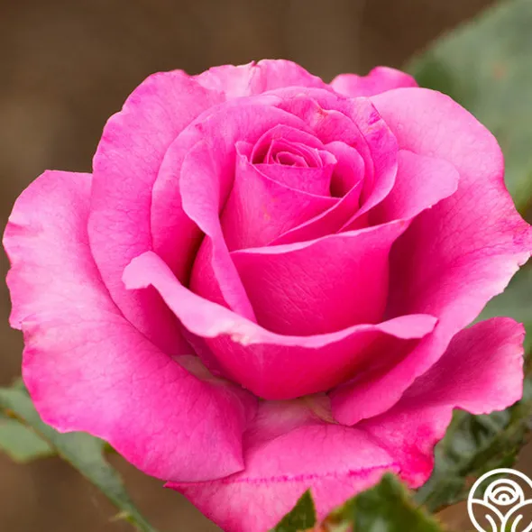 Heirloom Roses Love Potion™ Best