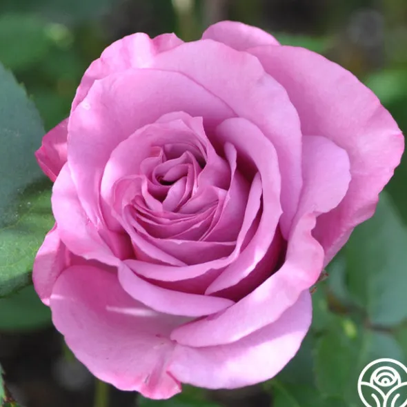 Heirloom Roses Love Potion™ Best