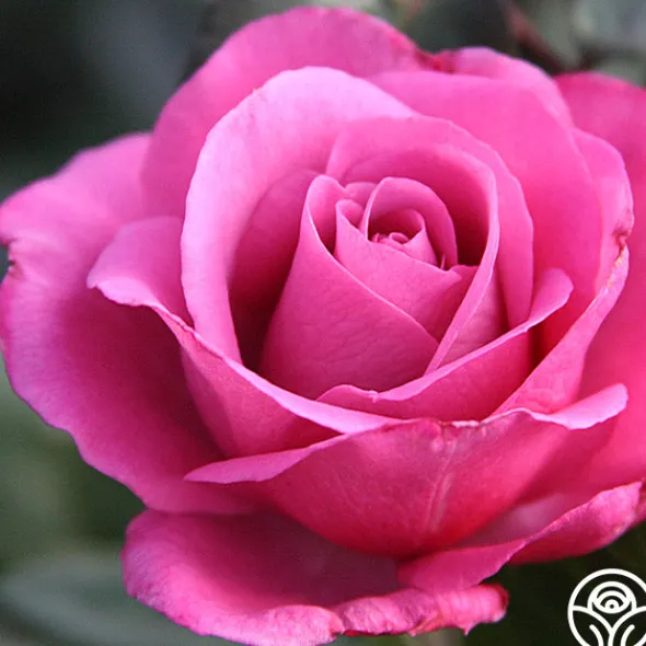 Heirloom Roses Love Potion™ Best