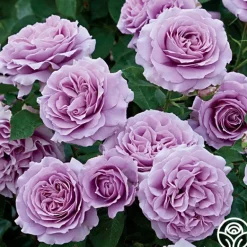 Heirloom Roses Love Song Clearance