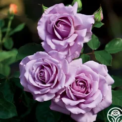 Heirloom Roses Love Song Clearance