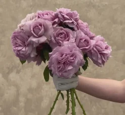 Heirloom Roses Love Song Clearance