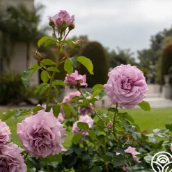 Heirloom Roses Love Song Clearance