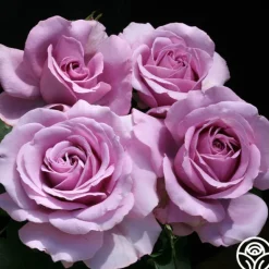 Heirloom Roses Love Song Clearance