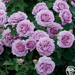 Heirloom Roses Love Song Clearance
