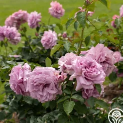 Heirloom Roses Love Song Clearance
