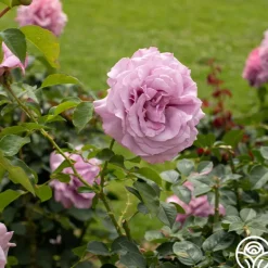 Heirloom Roses Love Song Clearance
