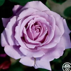 Heirloom Roses Love Song Clearance