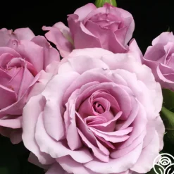 Heirloom Roses Love Song Clearance