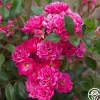 Heirloom Roses Lovely Fairy® Sale