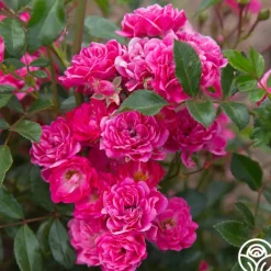 Heirloom Roses Lovely Fairy® Sale