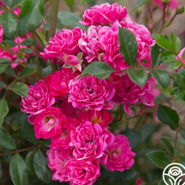 Heirloom Roses Lovely Fairy® Sale