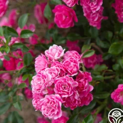 Heirloom Roses Lovely Fairy® Sale