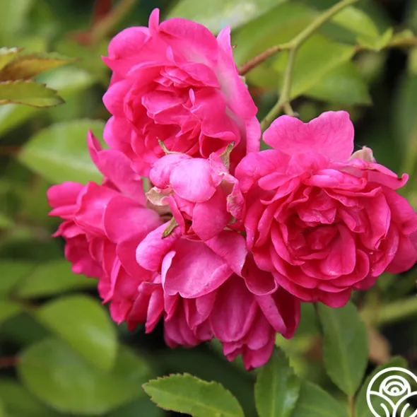 Heirloom Roses Lovely Fairy® Sale