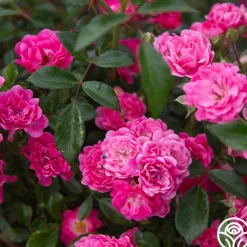 Heirloom Roses Lovely Fairy® Sale