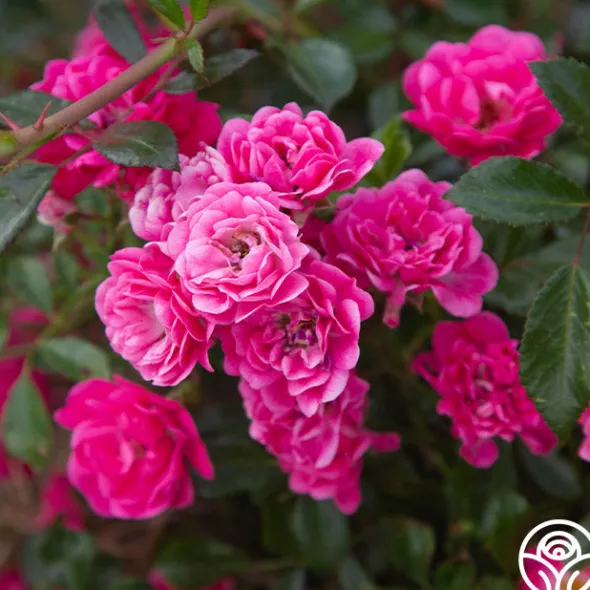 Heirloom Roses Lovely Fairy® Sale